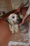 BAIN - SKYE TERRIER 086